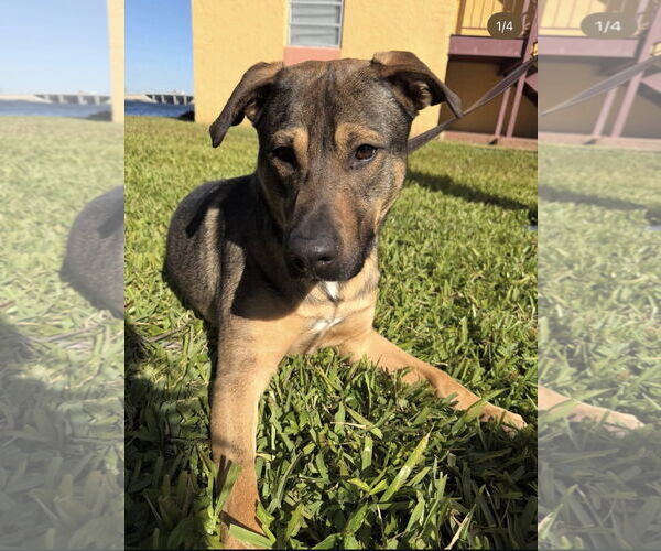 Medium Photo #3 German Shepherd Dog-Unknown Mix Puppy For Sale in Miami, FL, USA