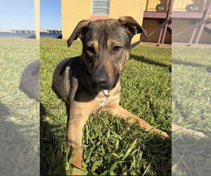 COURTESY POST: Bruce - Male German Shepherd Dog-Unknown Mix Dog for Adoption - Photo #3
