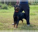 Small Photo #1 Rottweiler Puppy For Sale in ARCADIA, FL, USA