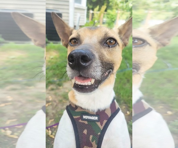 Medium Photo #10 Jack-Rat Terrier Puppy For Sale in Westwood, NJ, USA