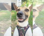 Small #9 Jack-Rat Terrier