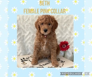 Golden Mountain Dog-Goldendoodle Mix Puppy for Sale in MIDDLEVILLE, Michigan USA