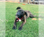 Small #6 Boxador