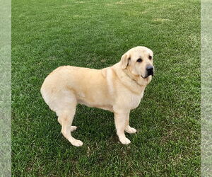 Great Pyrenees-Unknown Mix Dogs for adoption in Unionville, PA, USA
