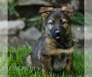 Australian Shepherd-German Shepherd Dog Mix Puppy for sale in BIRD IN HAND, PA, USA