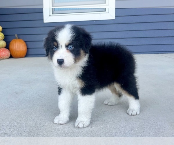 Medium Photo #6 Australian Shepherd Puppy For Sale in LODA, IL, USA