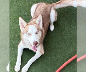 Honey - Female Siberian Husky Dog for Adoption - Photo #5