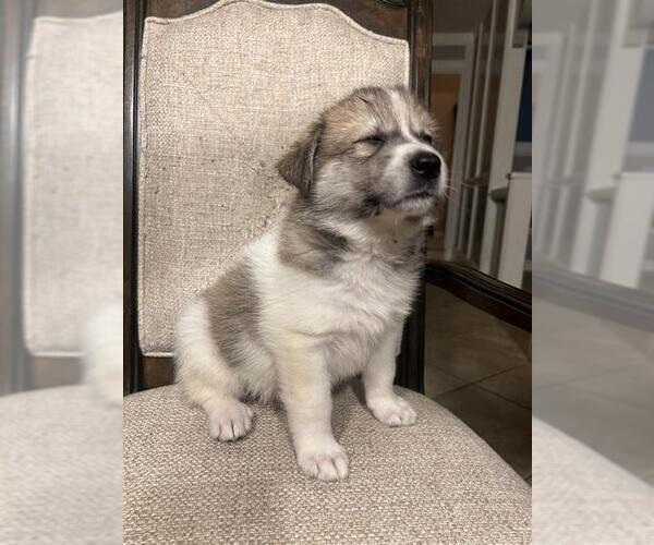 Medium Photo #2 Saint Pyrenees Puppy For Sale in Rosenberg, TX, USA