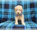 Small #7 Goldendoodle