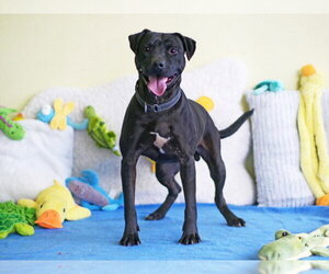 BILLY - Male Labrador Retriever Dog for Adoption - Photo #2