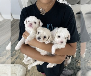 ShihPoo Puppy for Sale in LOUISBURG, North Carolina USA
