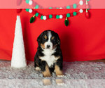 Puppy Bernie Bernese Mountain Dog
