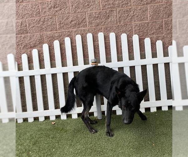 Medium Photo #1 German Shepherd Dog Puppy For Sale in Modesto, CA, USA