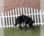 Small German Shepherd Dog