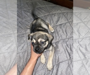 Pomsky-Pug Mix Puppy for sale in FITCHBURG, MA, USA