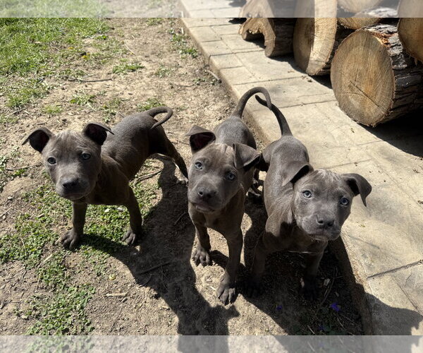 Medium Photo #4 Mutt Puppy For Sale in Fenton, MO, USA