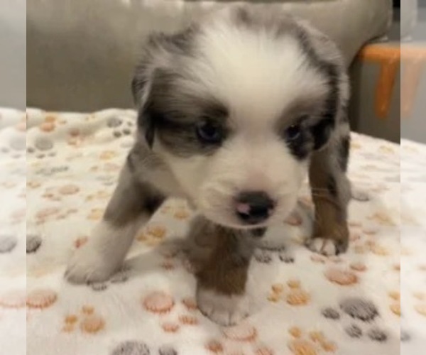 Medium Photo #7 Miniature Australian Shepherd Puppy For Sale in TERRELL, TX, USA