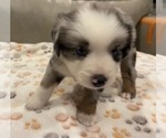 Small #1 Miniature Australian Shepherd