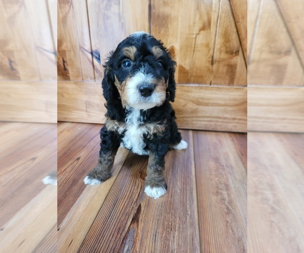 Medium Photo #4 Miniature Bernedoodle Puppy For Sale in LAKE CITY, FL, USA
