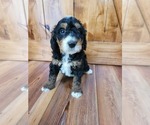 Small Photo #4 Miniature Bernedoodle Puppy For Sale in LAKE CITY, FL, USA