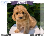 Small Photo #34 Cavapoo Puppy For Sale in GOSHEN, IN, USA