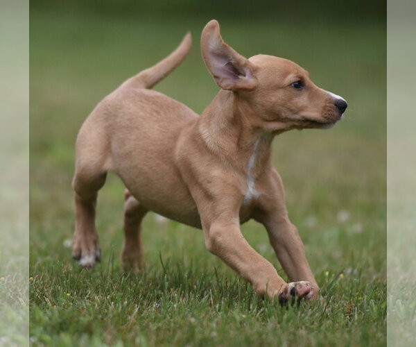 Medium Photo #3 Labrador Retriever-Unknown Mix Puppy For Sale in Mechanicsburg, PA, USA
