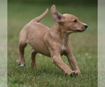 Small #2 Labrador Retriever Mix