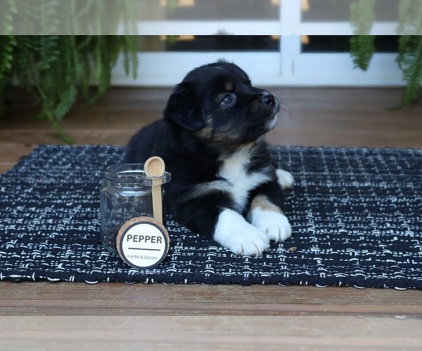 Medium Photo #2 Miniature American Shepherd Puppy For Sale in DAWSON, GA, USA