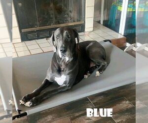 Blue (Bonded with Bear) - Female Great Dane Dog for Adoption - Photo #3