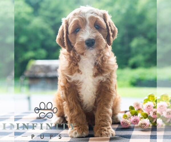 Medium Photo #4 Cavapoo (Miniature) Puppy For Sale in DORNSIFE, PA, USA