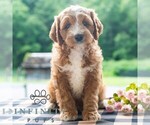 Small #3 Cavapoo (Miniature)