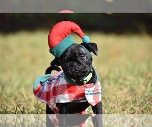 Pug Puppy for sale in PALM COAST, FL, USA