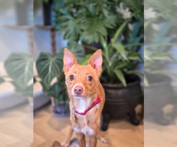 Medium Photo #12 Chihuahua Puppy For Sale in Sandy, UT, USA
