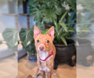 Hollis - Male Chihuahua Dog for Adoption - Photo #12
