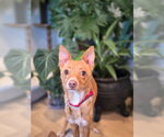 Small Photo #12 Chihuahua Puppy For Sale in Sandy, UT, USA