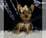 Small #3 Yorkshire Terrier