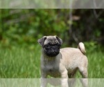 Image preview for Ad Listing. Nickname: Toffee Crunch