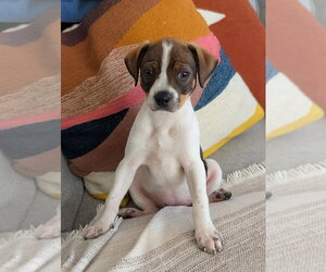 Mutt Dogs for adoption in Candler, NC, USA