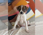 Small Mutt