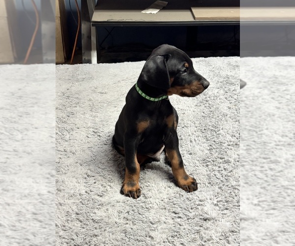 Medium Photo #1 Doberman Pinscher Puppy For Sale in TAYLOR, MI, USA