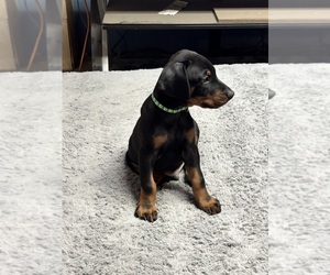 Medium Doberman Pinscher