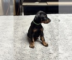 Puppy Lunchbox Doberman Pinscher