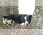 Small #15 Aussiedoodle