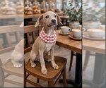 Small #1 Beagle Mix