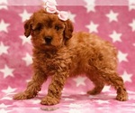 Small Photo #1 Poodle (Toy) Puppy For Sale in CLAY, PA, USA