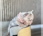 Small #2 French Bulldog