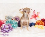 Small Photo #14 Chihuahua Puppy For Sale in CHARLESTON, AR, USA
