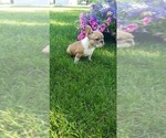 Small Photo #4 Bulldog Puppy For Sale in BELLINGHAM, WA, USA