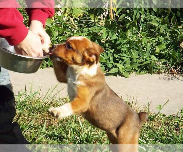 Medium Photo #5 Texas Heeler Puppy For Sale in PAOLA, KS, USA