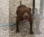 Small #10 American Pit Bull Terrier Mix